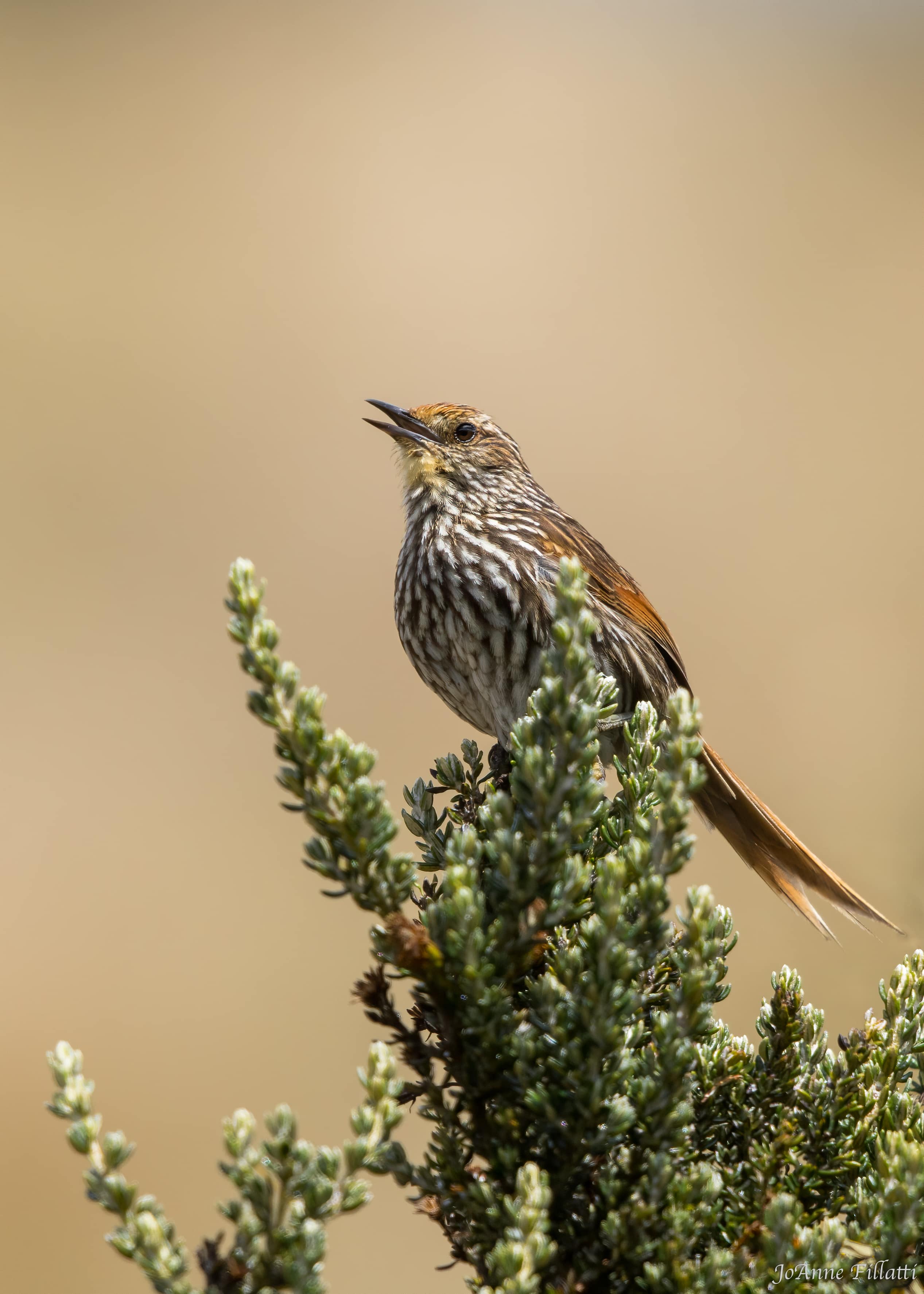 bird of ecuador image 47